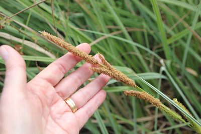 Carex spissa, photographed by Millie Basden