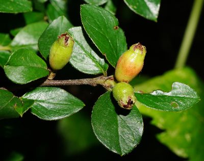 Cotoneaster divaricatus, photographed by Patrick Hacker