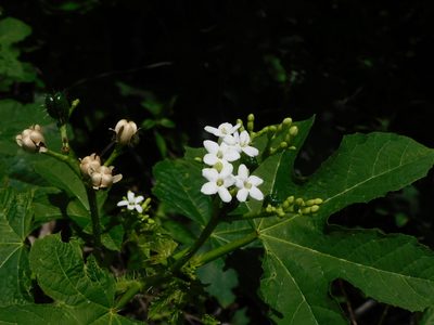 Cnidoscolus urens, photographed by Luis Rubio-Yépez