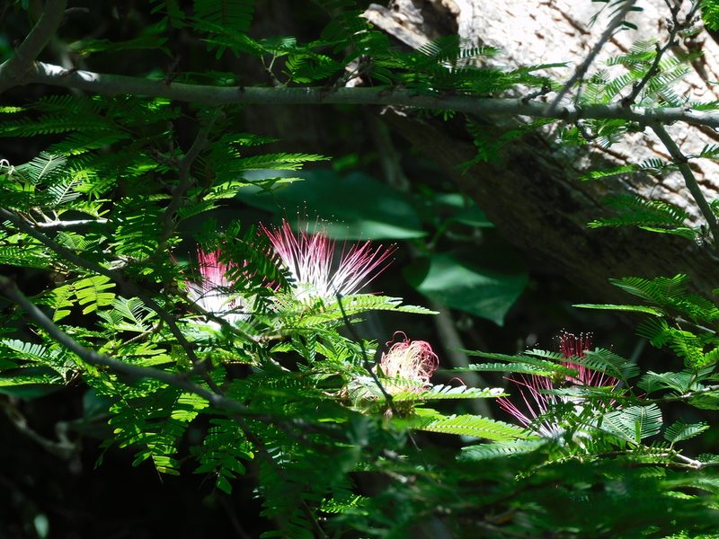 Calliandra magdalenae, photographed by Luis Rubio-Yépez