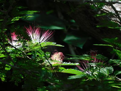 Calliandra magdalenae, photographed by Luis Rubio-Yépez