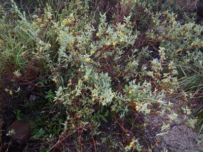 Hermannia lavandulifolia, photographed by Nicola van Berkel