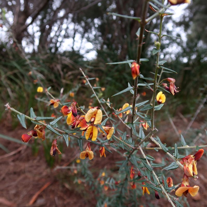 Bossiaea cinerea, photographed by Cowirrie