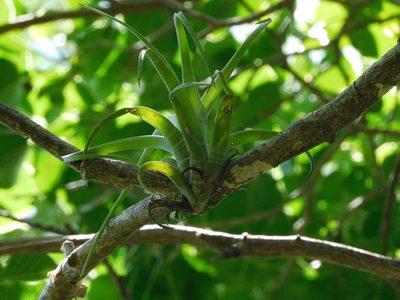 Tillandsia flexuosa, photographed by Luis Rubio-Yépez