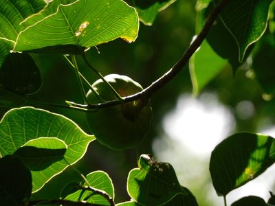 Hura crepitans, photographed by Luis Rubio-Yépez