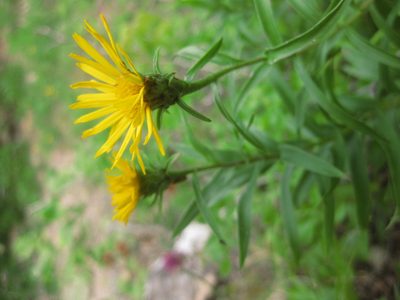Pentanema ensifolium, photographed by Евгений Рыбальченко