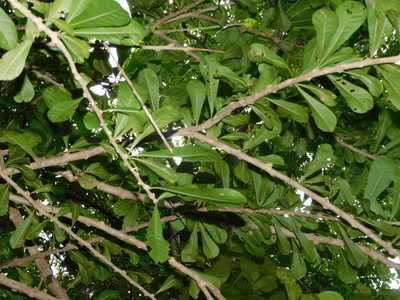 Crescentia cujete, photographed by Luis Rubio-Yépez