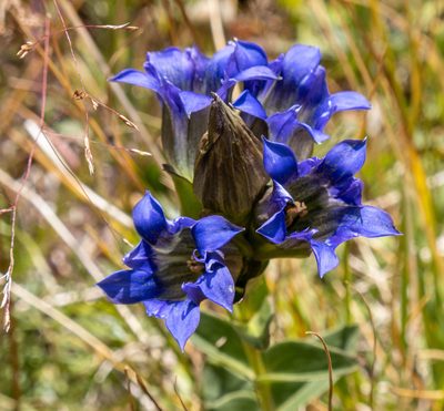 Gentiana parryi, photographed by Bob Walker