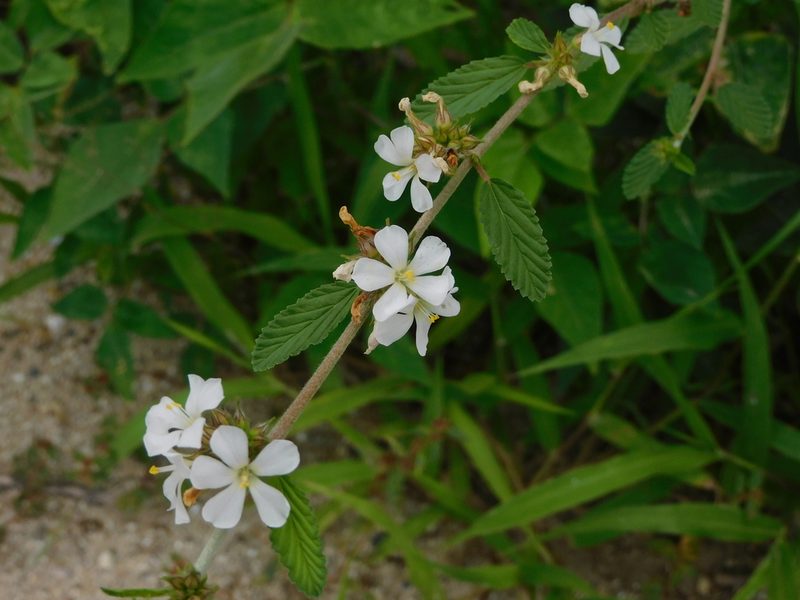 Melochia parvifolia, photographed by Luis Rubio-Yépez