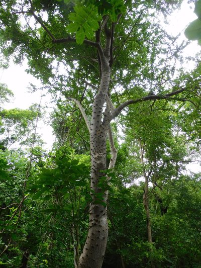 Leuenbergeria guamacho, photographed by Luis Rubio-Yépez