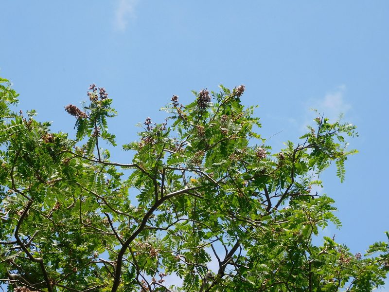 Machaerium biovulatum, photographed by Luis Rubio-Yépez