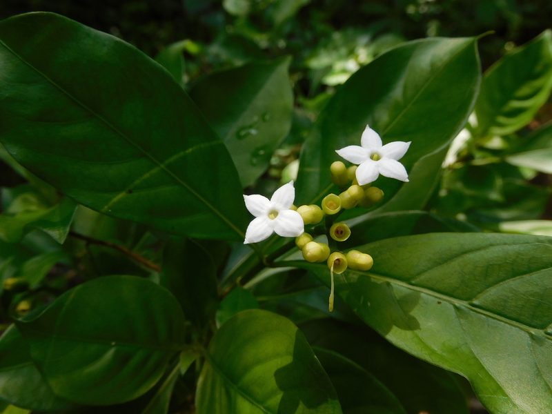 Eumachia microdon, photographed by Luis Rubio-Yépez