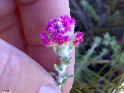 Metalasia cephalotes, photographed by Chris Vynbos