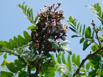Machaerium biovulatum, photographed by Luis Rubio-Yépez