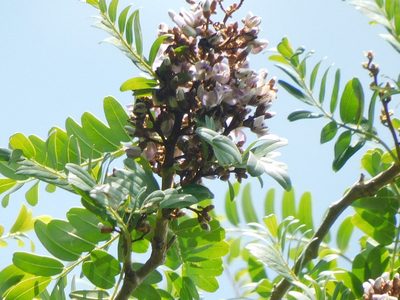Machaerium biovulatum, photographed by Luis Rubio-Yépez