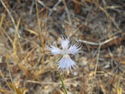 Dianthus broteri, photographed by Duarte Frade