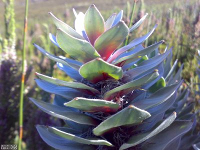 Mimetes argenteus, photographed by Chris Vynbos