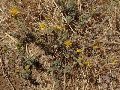 Heterotheca sessiliflora, photographed by joergmlpts