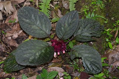 Drymonia turrialvae, photographed by Paul Prior
