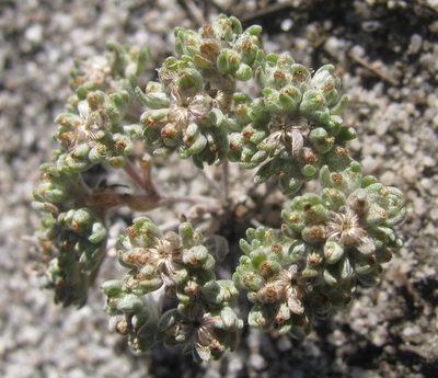Lasiopogon brachypterus, photographed by douglaseustonbrown