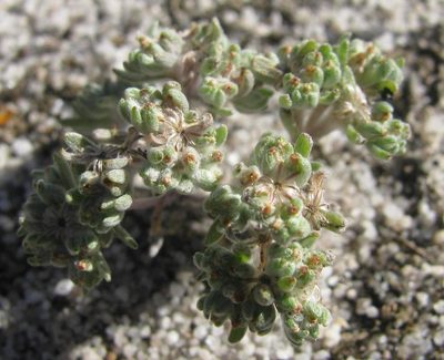 Lasiopogon brachypterus, photographed by douglaseustonbrown