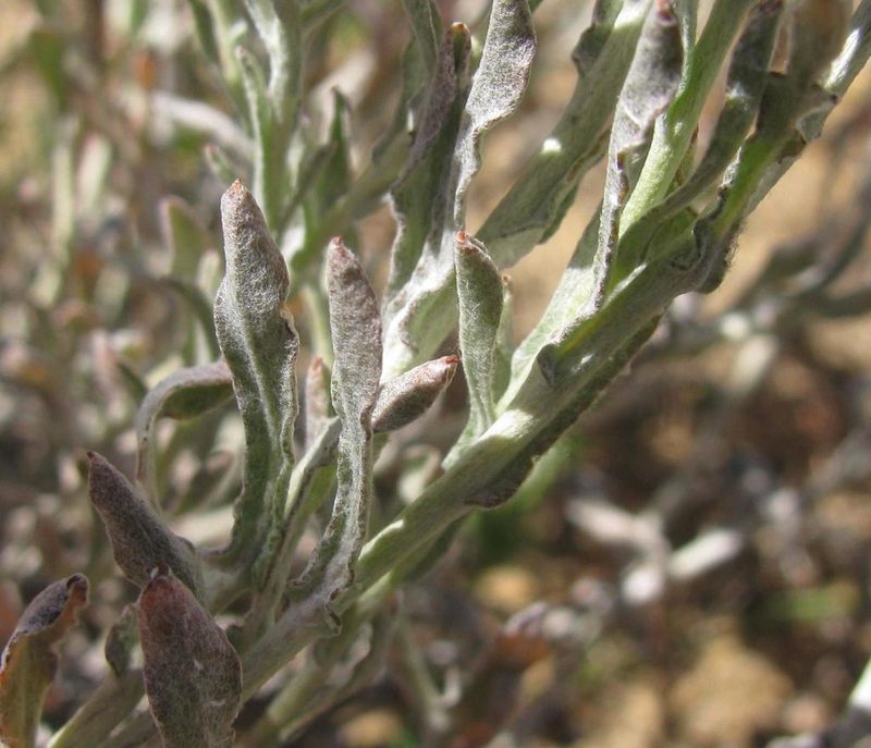 Helichrysum stellatum, photographed by douglaseustonbrown