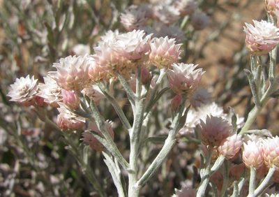 Helichrysum stellatum, photographed by douglaseustonbrown