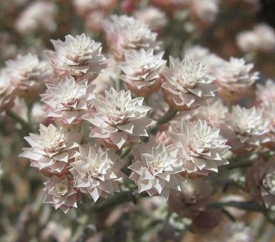 Helichrysum stellatum, photographed by douglaseustonbrown