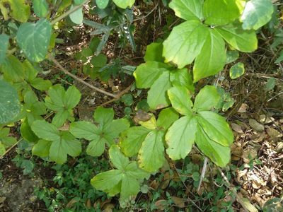 Cyphostemma cirrhosum, photographed by M Kriek