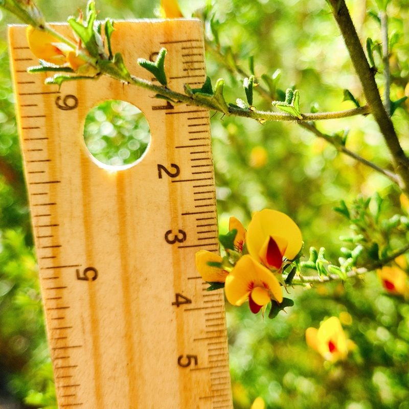 Pultenaea scabra, photographed by Petra Holland