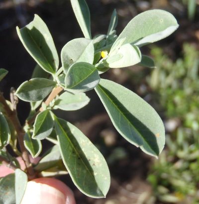 Hermannia lavandulifolia, photographed by Nicola van Berkel