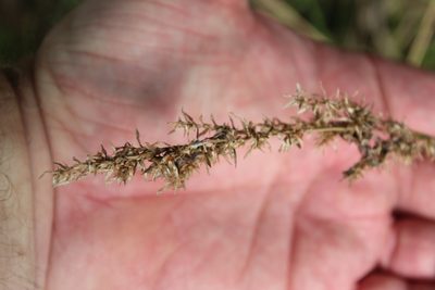 Carex crus-corvi, photographed by Clay