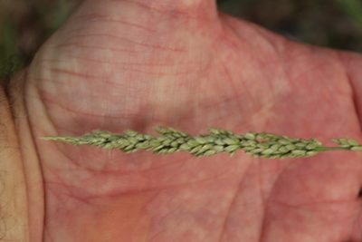 Tridens albescens, photographed by Clay