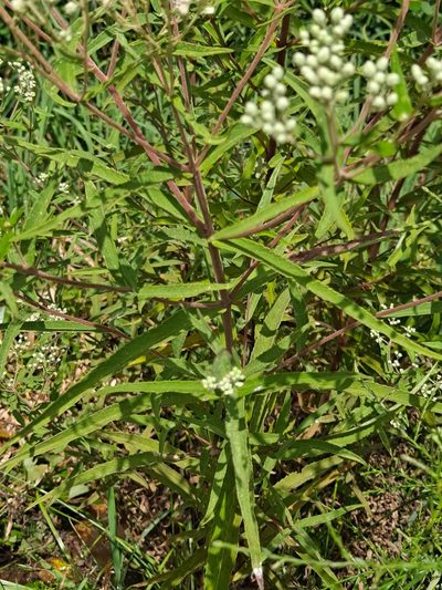Eupatorium resinosum, photographed by Alpha Wolf
