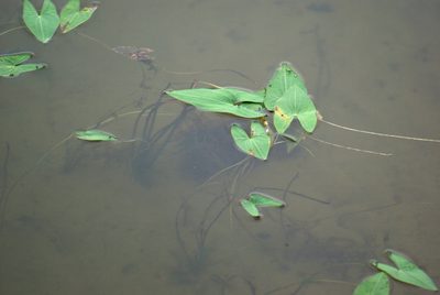 Sagittaria cuneata, photographed by Mary Krieger