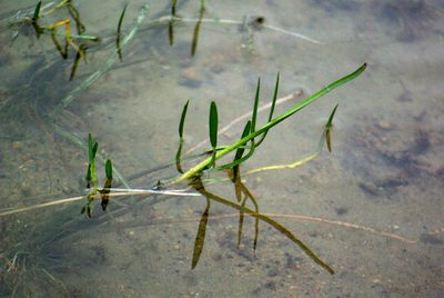 Sagittaria rigida, photographed by Mary Krieger