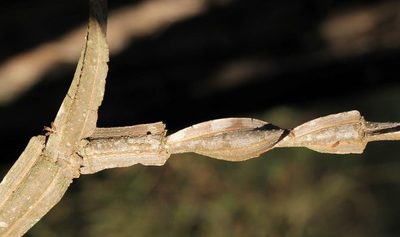 Secamone schweinfurthii, photographed by Wynand Uys