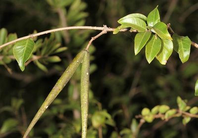 Secamone schweinfurthii, photographed by Wynand Uys