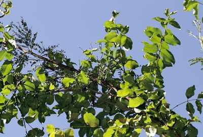 Secamone schweinfurthii, photographed by Wynand Uys