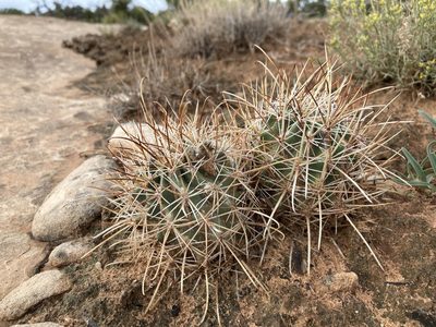 Sclerocactus parviflorus, photographed by Cecelia Alexander