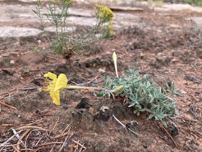 Oenothera lavandulifolia, photographed by Cecelia Alexander