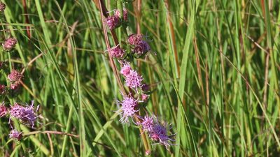 Liatris aspera, photographed by Jason Swanson