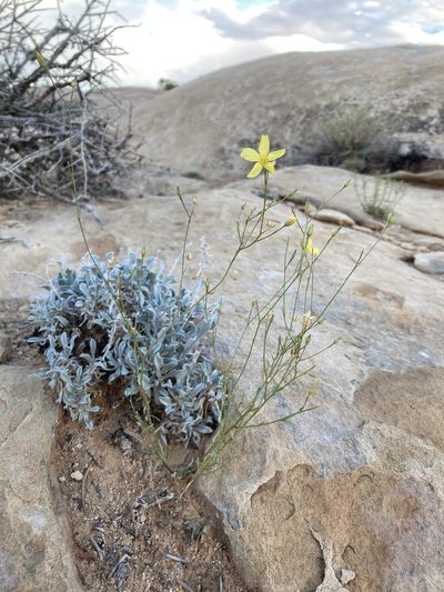 Linum subteres, photographed by Cecelia Alexander