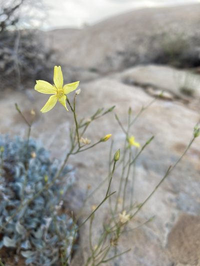 Linum subteres, photographed by Cecelia Alexander