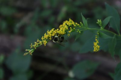 Solidago ulmifolia, photographed by Jacob Friend