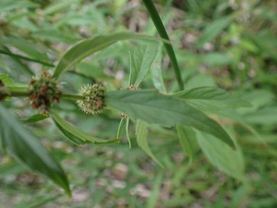 Lycopus uniflorus, photographed by Mary Krieger