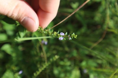 Scutellaria lateriflora, photographed by Jacob Friend