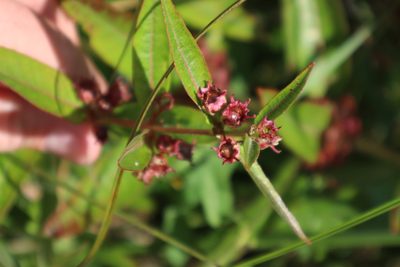 Decodon verticillatus, photographed by Jacob Friend
