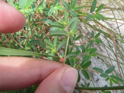 Euphorbia bombensis, photographed by Ben Machado
