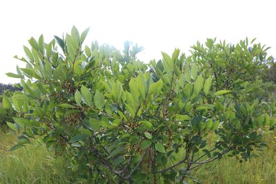 Toxicodendron vernix, photographed by Jacob Friend